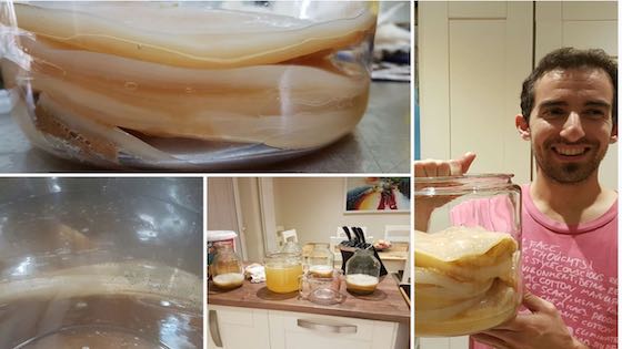 What Is A SCOBY Anyway?